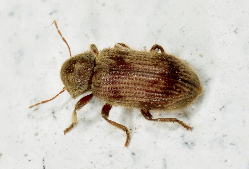 Anobiidae: Nicobium castaneum var. hirtum